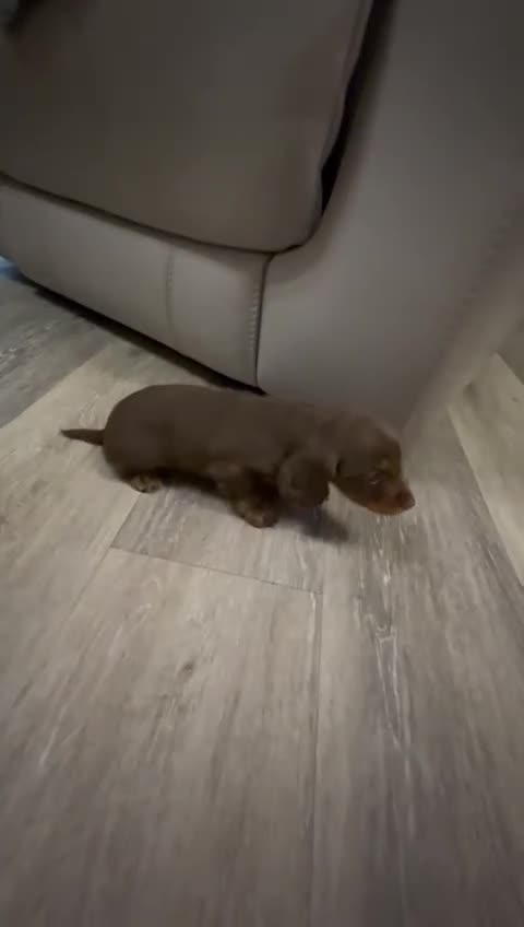 Miniature Dachshund dogs for sale: Fantastic long haired miniature dachshund - Video 1