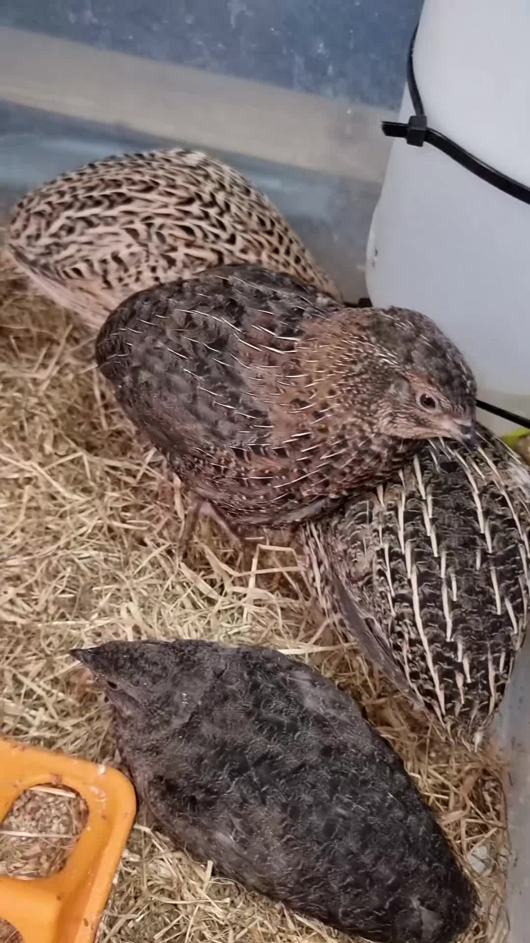Quail poultry for sale: 🐣 Live Coturnix Jumbo Quail for Sale - Video 4