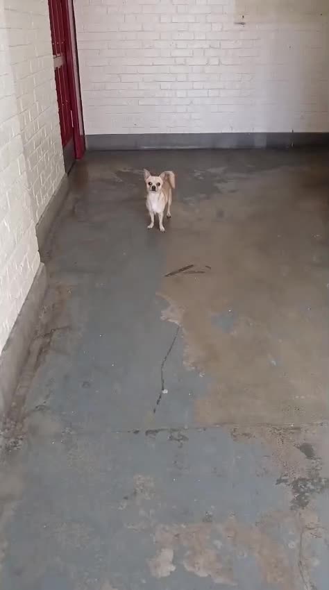 Chihuahua dogs for stud: Stud  - Video 1