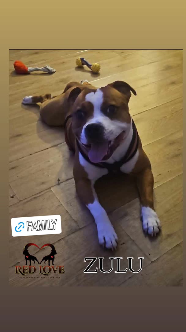 Staffordshire Bull Terrier dogs for stud:  🇬🇧RED KC PERFECTION.🇬🇧 in Rochdale - Video 2