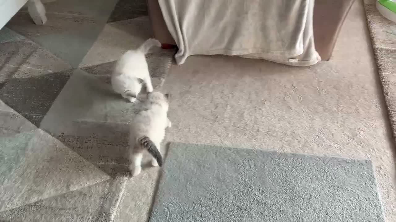 Ragdoll cats for sale: Ragdoll kittens tica registeted - Video 1