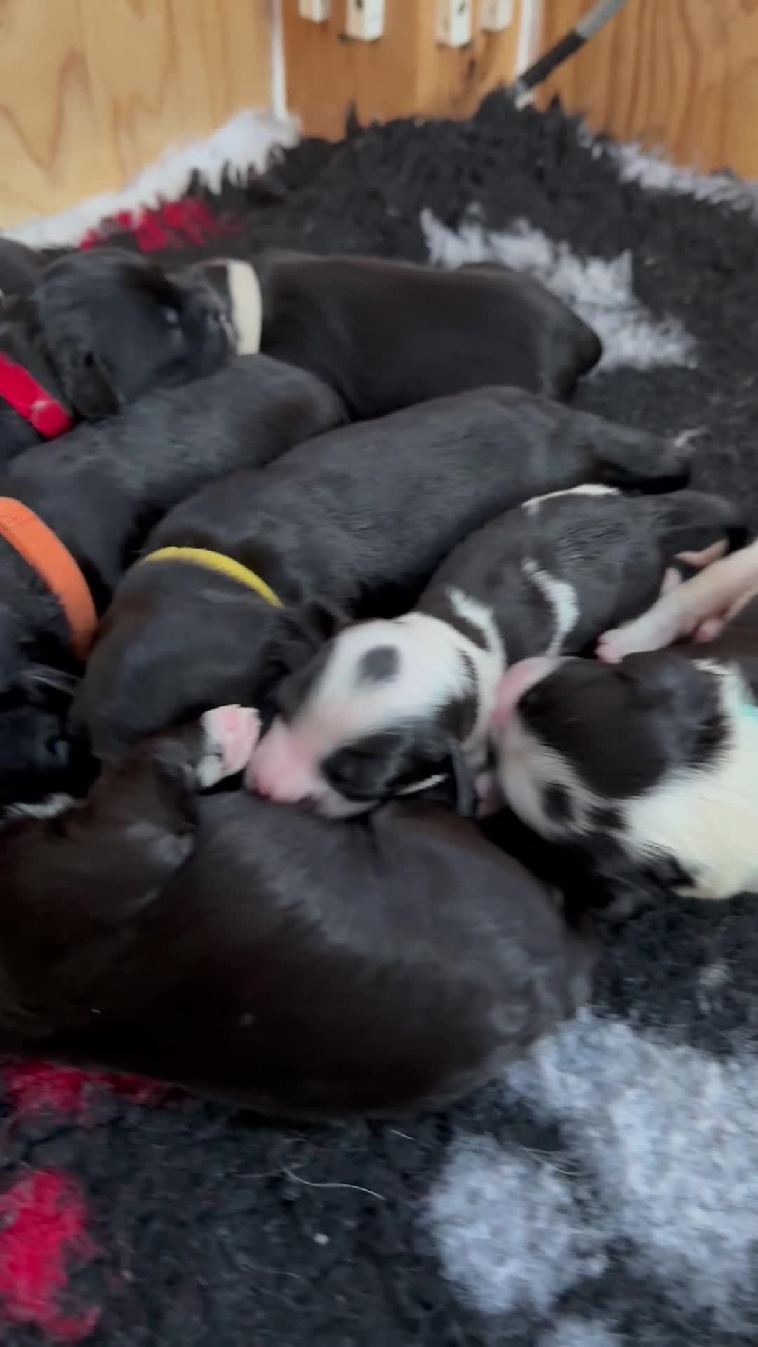 Portuguese Water Dog dogs for sale: 10 gorgeous Portuguese waters dog puppies for sale - Video 1