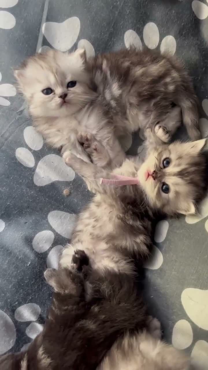 Ragdoll cats for sale: Ragdoll / Persians - Only 2 Girls left!!  - Video 1