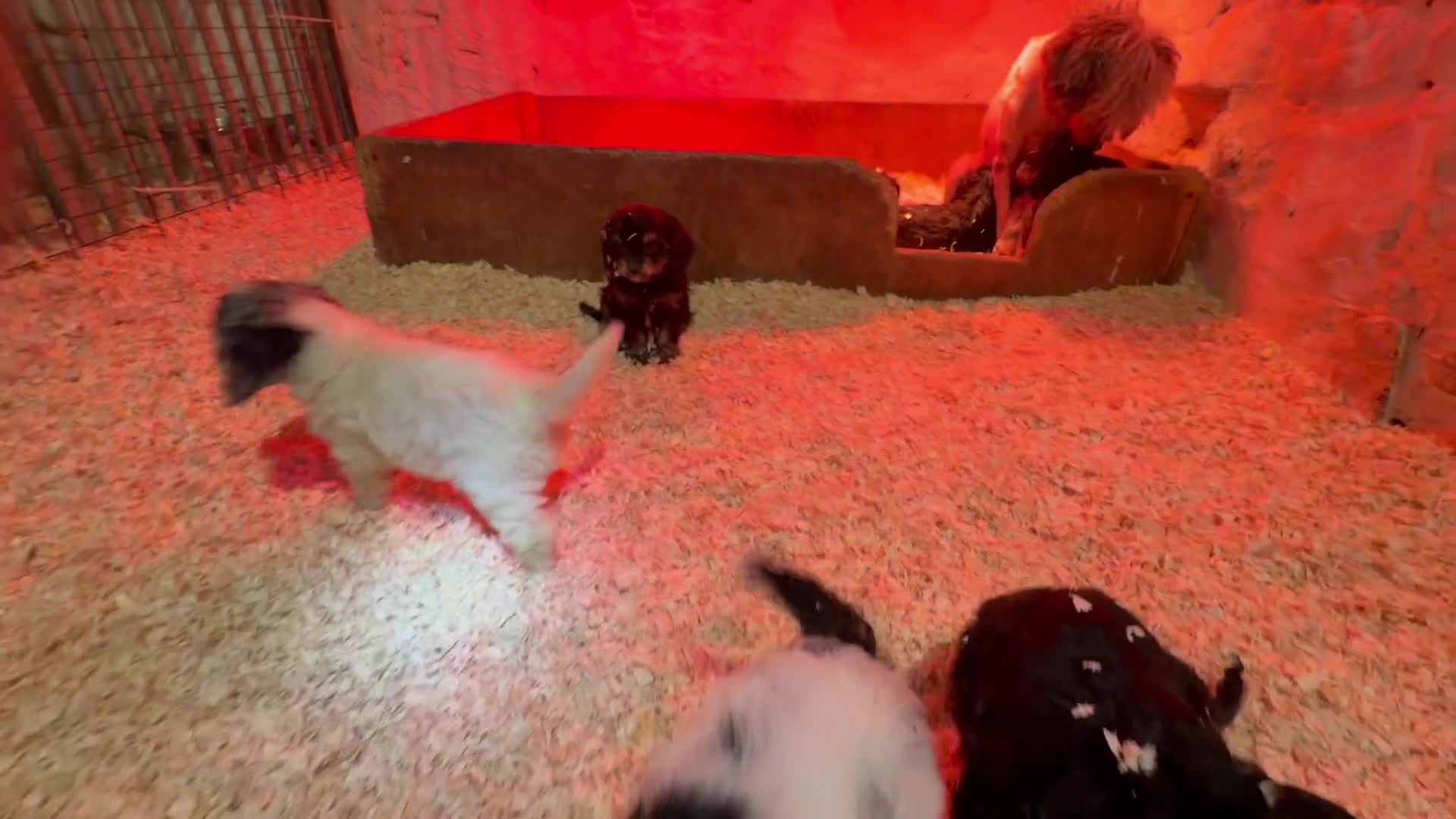 Cavapoo dogs for sale: Ready to leave! Top Class Cavapoo puppies.  - Video 2