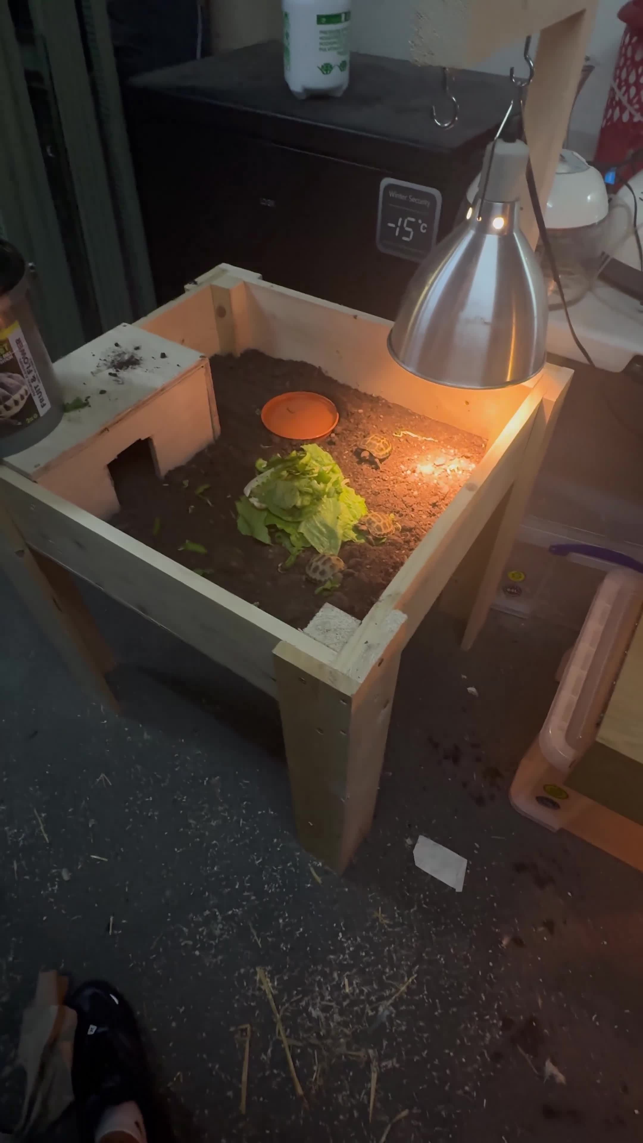 Tortoise reptiles for sale: Horsfield tortoises - Video 1