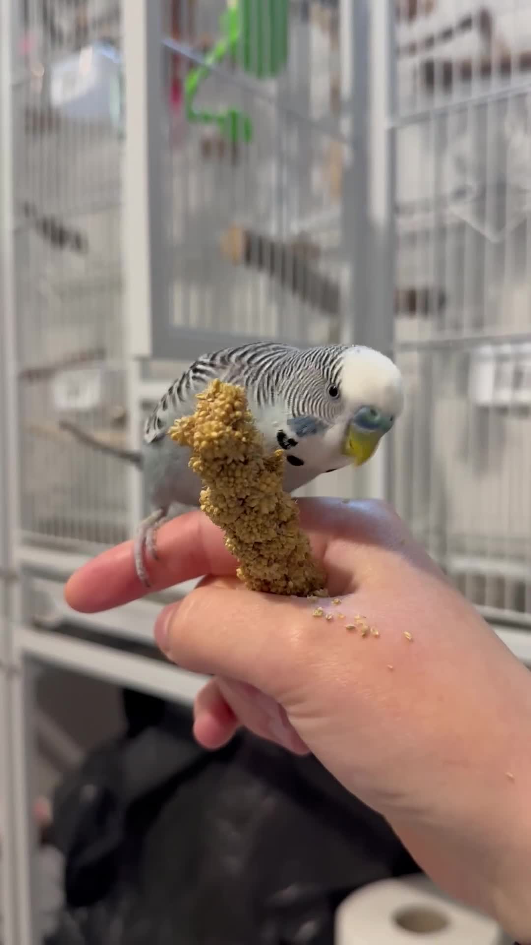 Budgerigars birds for sale: 6 Male Budgies. Tame/ semi-tame. OPEN TO OFFERS - Video 3