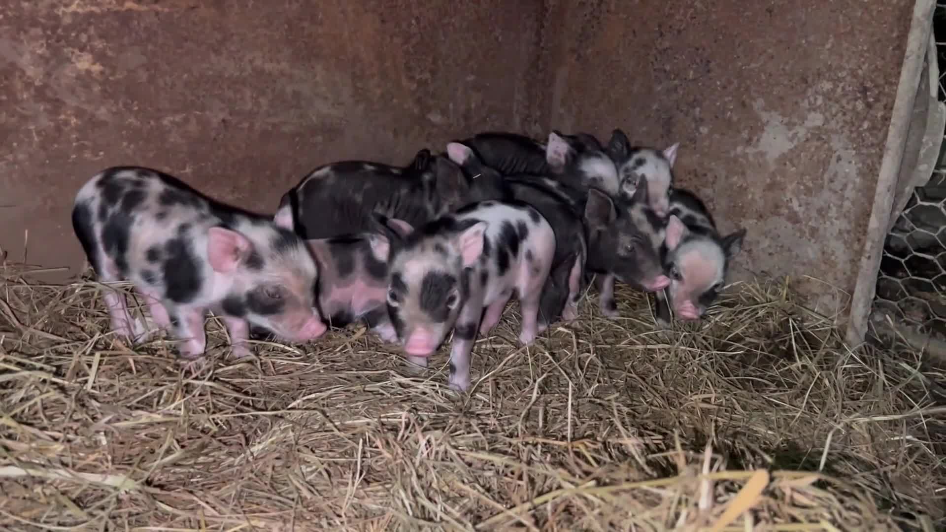 Pig livestock for sale: Micro Pigs 🐷  - Video 1