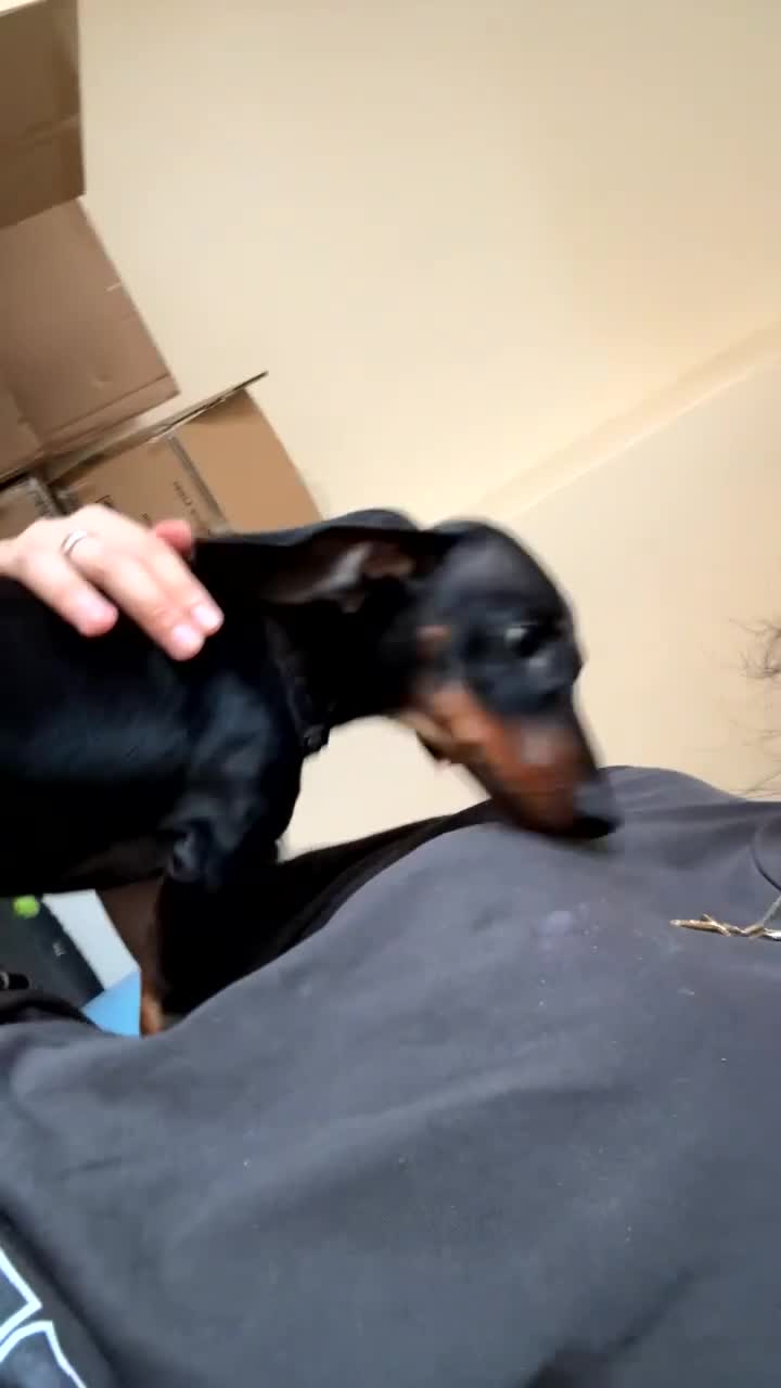 Dachshund dogs for sale: Dachshund 7 months old - Video 1