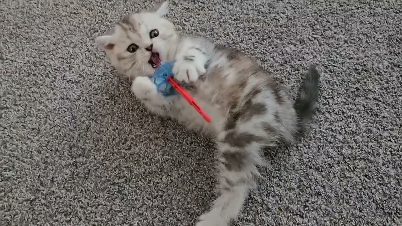 Scottish Fold cats for sale: Adorable Scottish Fold Straight Ear Kittens  - Video 5