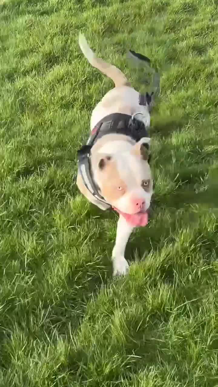 American Bully dogs for sale: 4 beautiful girl bully’s ready to go  - Video 1