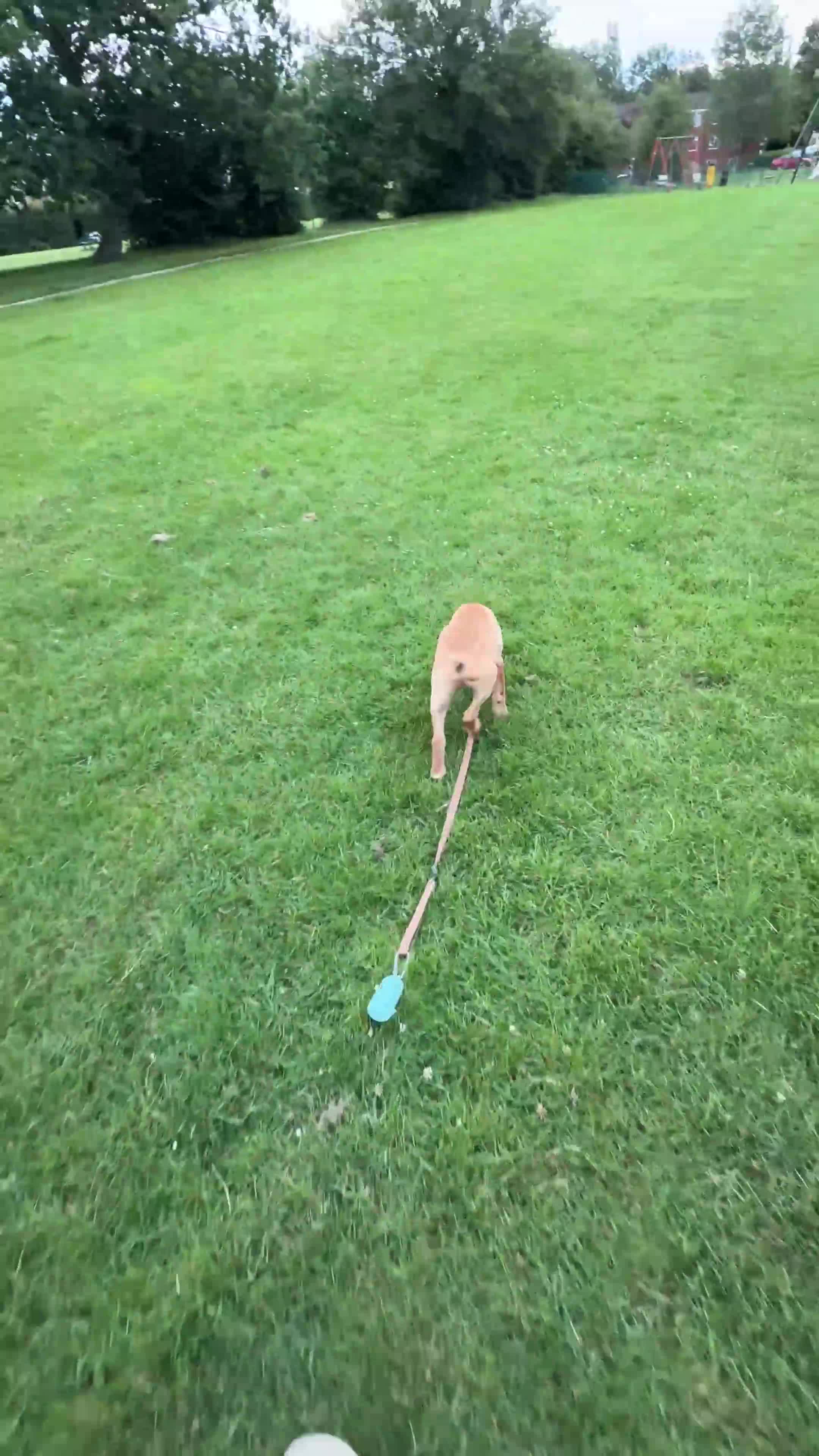 Labrador Retriever dogs for sale: 12 Week Fox Red Labrador  in Hatfield - Video 2