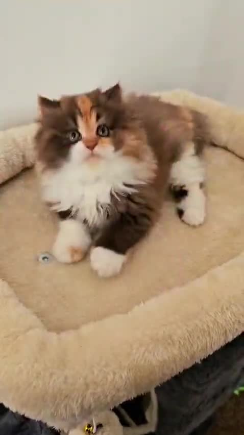 Persian cats for sale: Rare Brown Calico Persian Kitten - Video 2