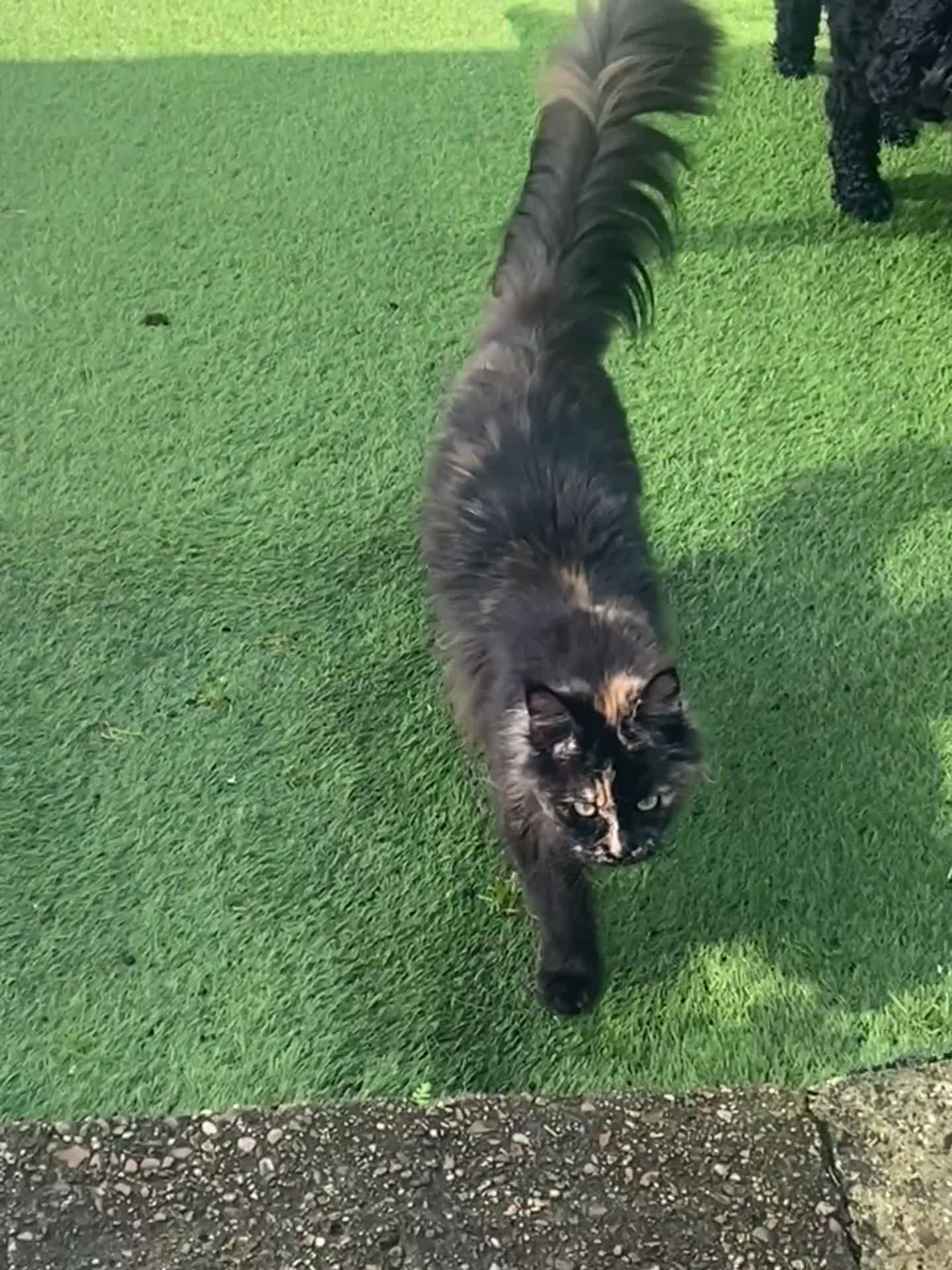 Maine Coon cats for sale: Beautiful Maine coon girl - Video 1