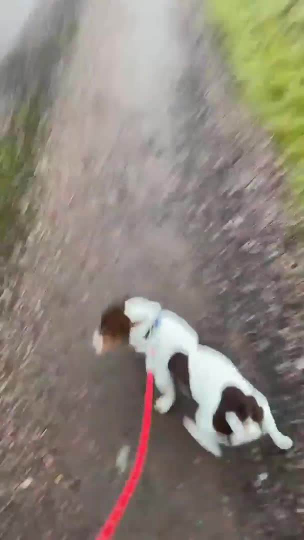 Jack Russell dogs for stud: Chocolate and white jack Russell for stud in Lockerbie - Video 1