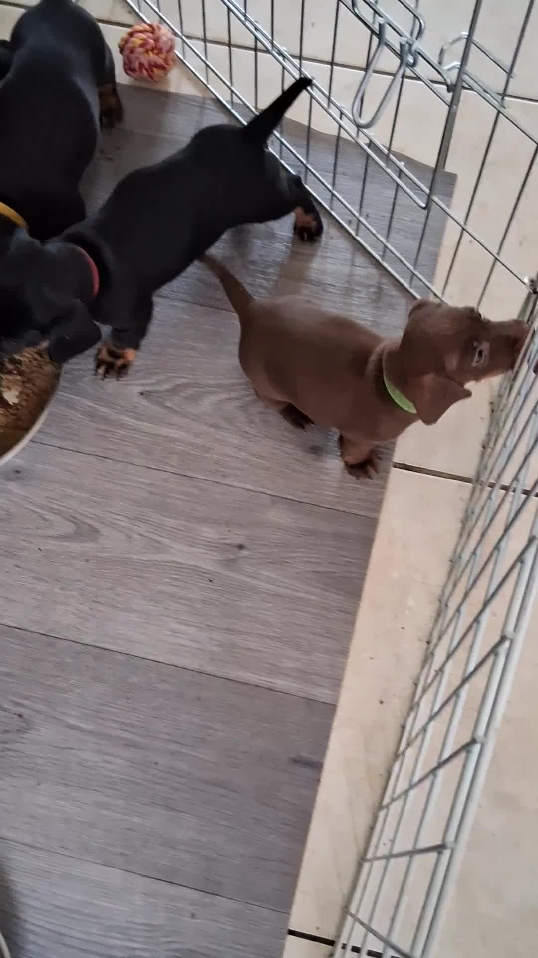 Miniature Dachshund dogs for sale: ..Miniature dachshunds 1 Girl 1BOY READY TO LEAVE  in Ellesmere Port - Video 1