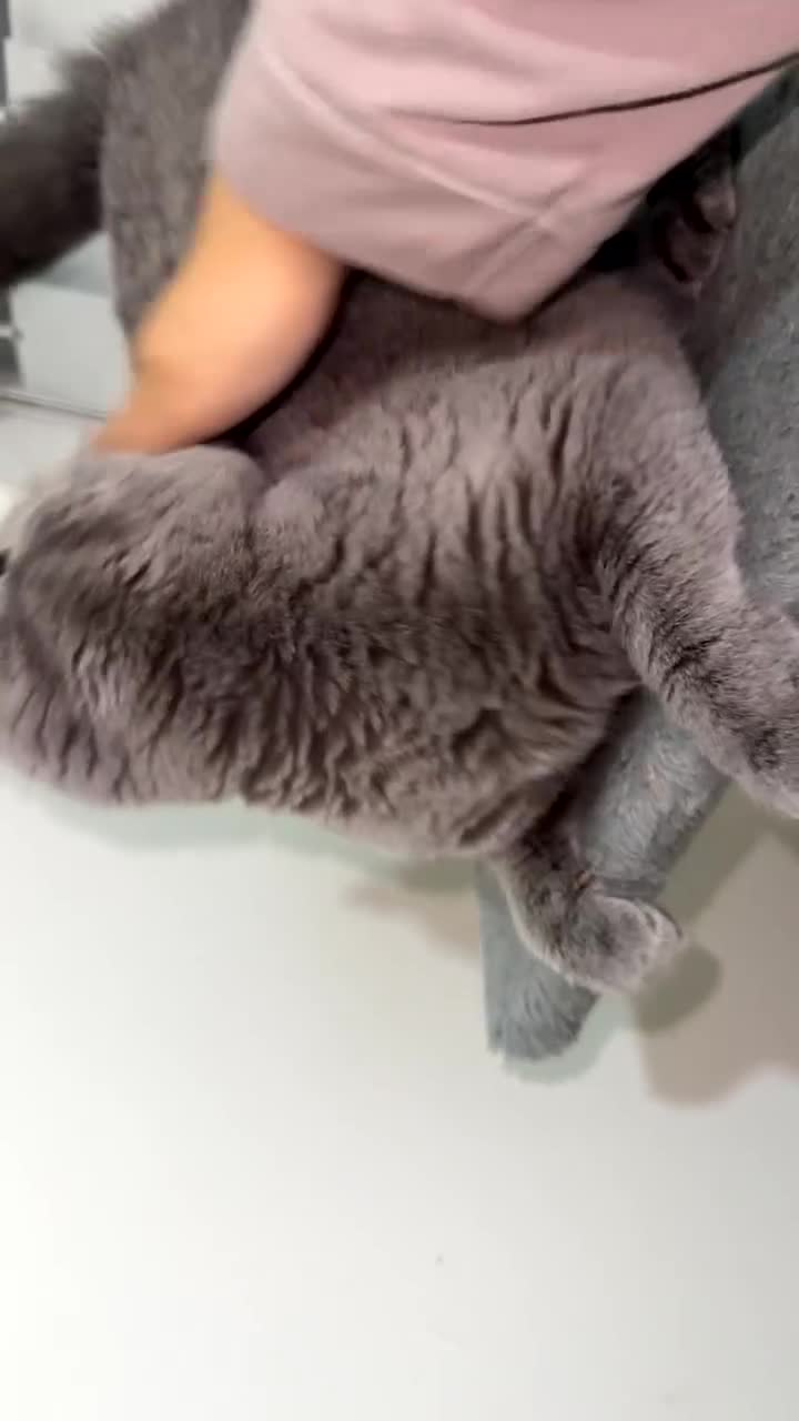 British Shorthair cats for sale: Beautiful British Shorthair - Video 3