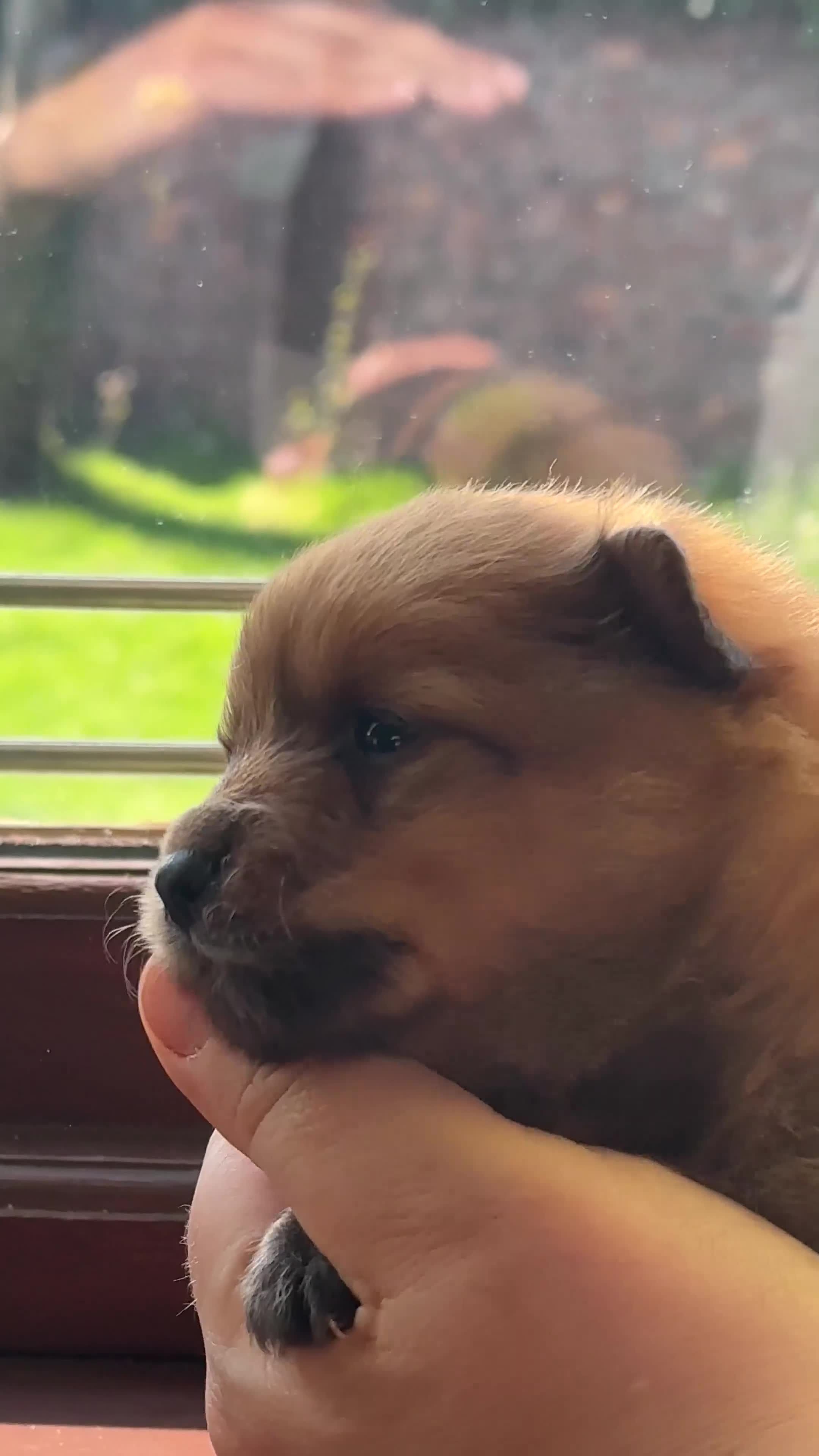 Pomeranian dogs for sale: Pomeranian Puppies for sale in Hartlepool - Video 1
