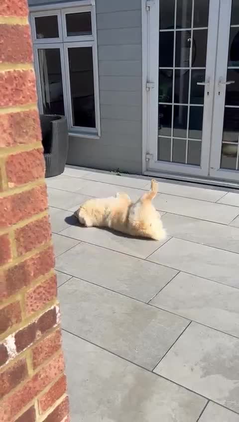 Chow Chow dogs for sale: Bear the chow chow - Video 1