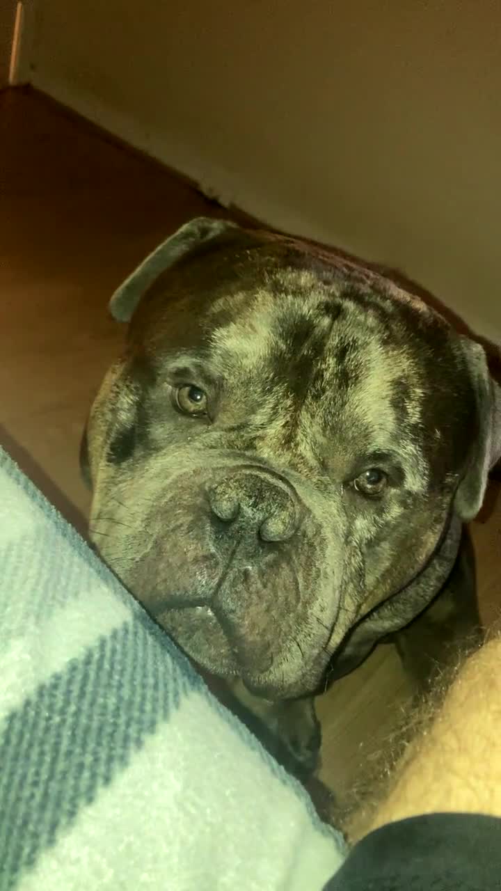 American Bully dogs for stud: Ghost  in Manchester - Video 3