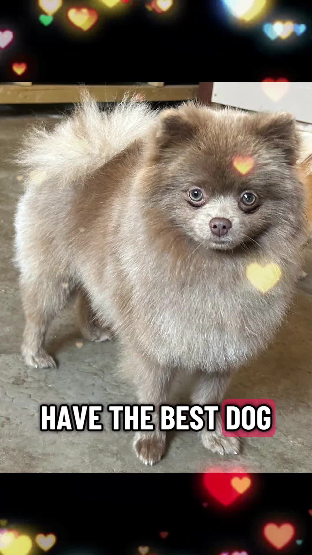 Pomeranian dogs for sale: Dior + Jimmy - Video 1