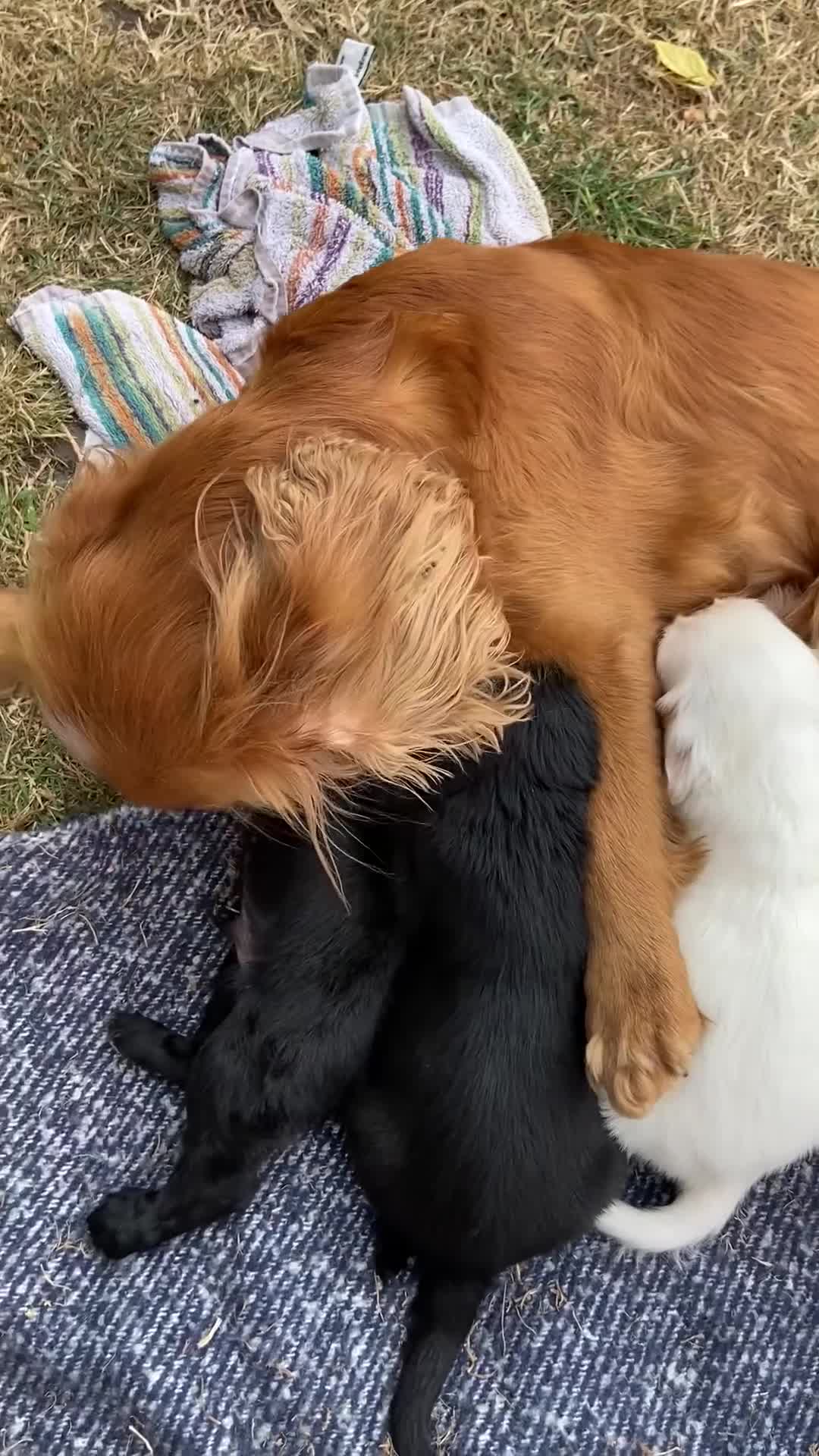 Cocker Spaniel dogs for sale: Working Cocker Spaniels  in Preston - Video 1