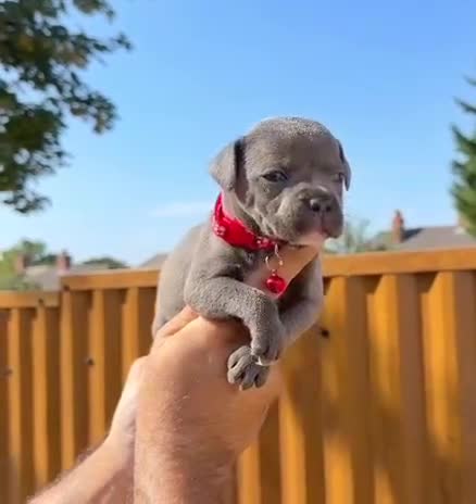Staffordshire Bull Terrier dogs for sale: Solid Blue staffs short & stocky Type  - Video 4