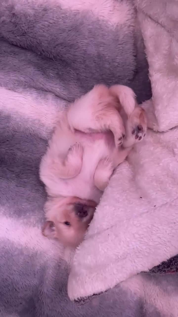 Pomeranian dogs for sale: One beautiful Pomeranian for sale - Video 1