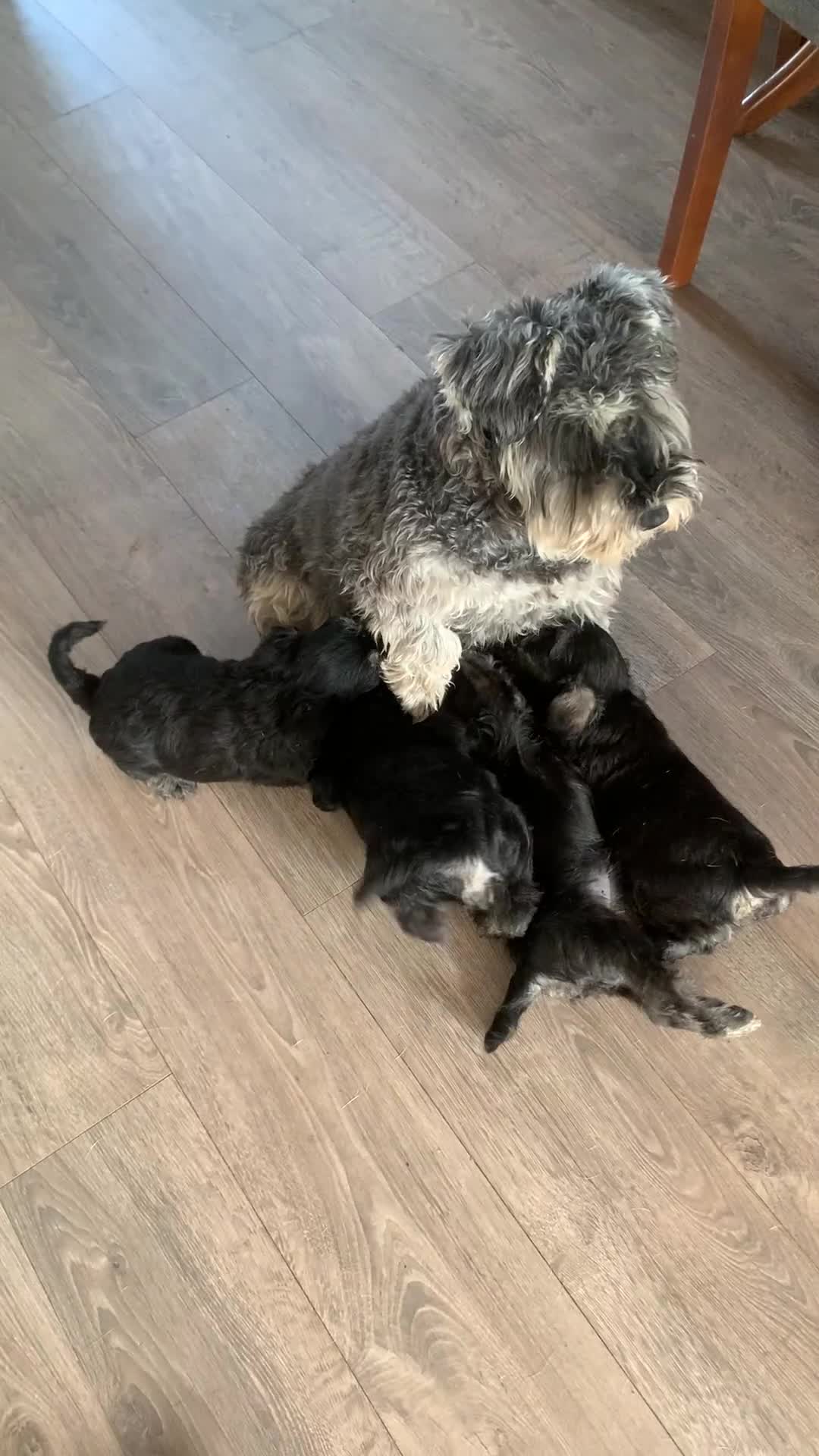 Miniature Schnauzer dogs for sale: Black/Silver & Pepper/Salt male /females - Video 1