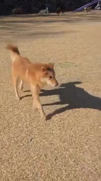 Korean Jindo dogs for adoption: Pumpkin 2 year  Jindo Korean  meat trade Survivor - Video 1