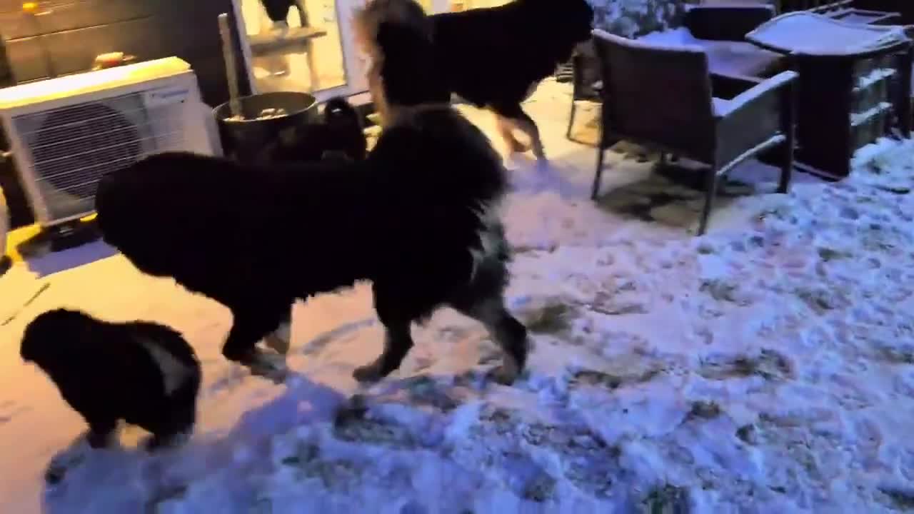 Tibetan Mastiff dogs for sale: Tibetan mastiff puppies  - Video 1