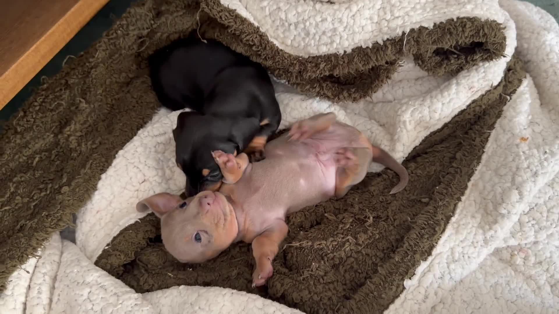 Miniature Dachshund dogs for sale: Isabella mini dachshund boy in Salisbury - Video 1