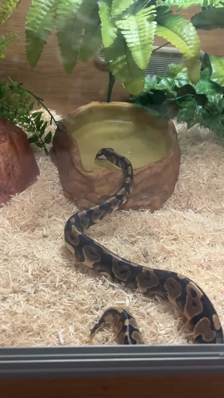 Python Snake reptiles for sale: BALL PYTHON in Runcorn - Video 1