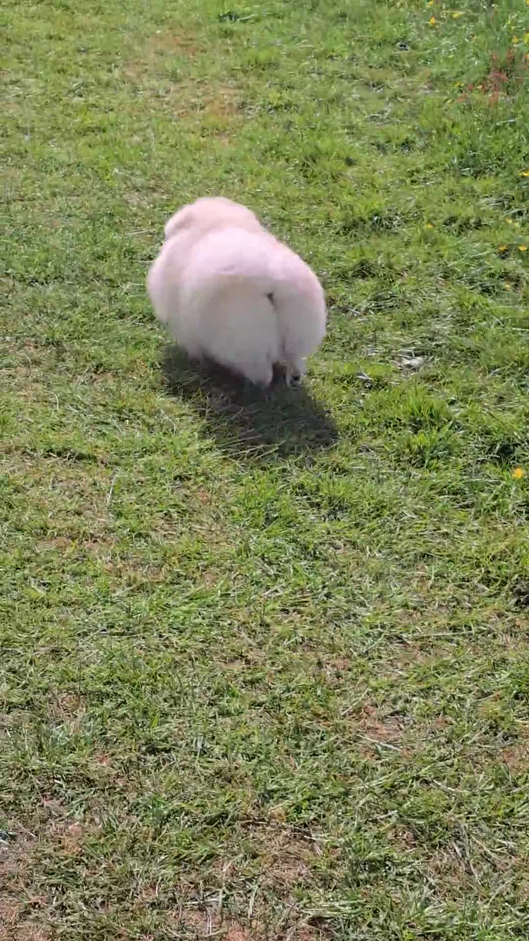 Pomeranian dogs for stud: BEAUTIFUL KC REG.KOREAN POM.BOY OPEN FOR STUD💙 in Bolton - Video 2