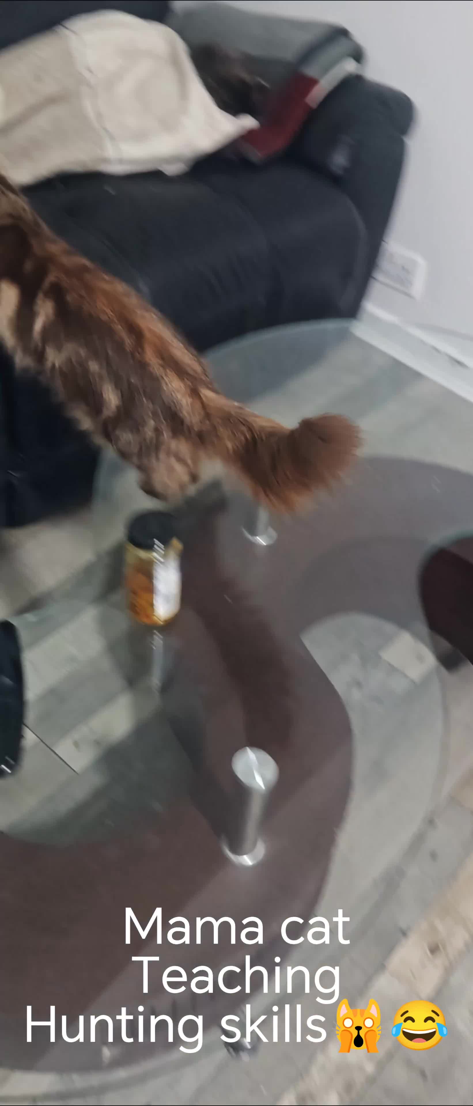 Mixed Breed cats for sale: 🐾 Two Beautiful Male Kittens Available –  –  - Video 4