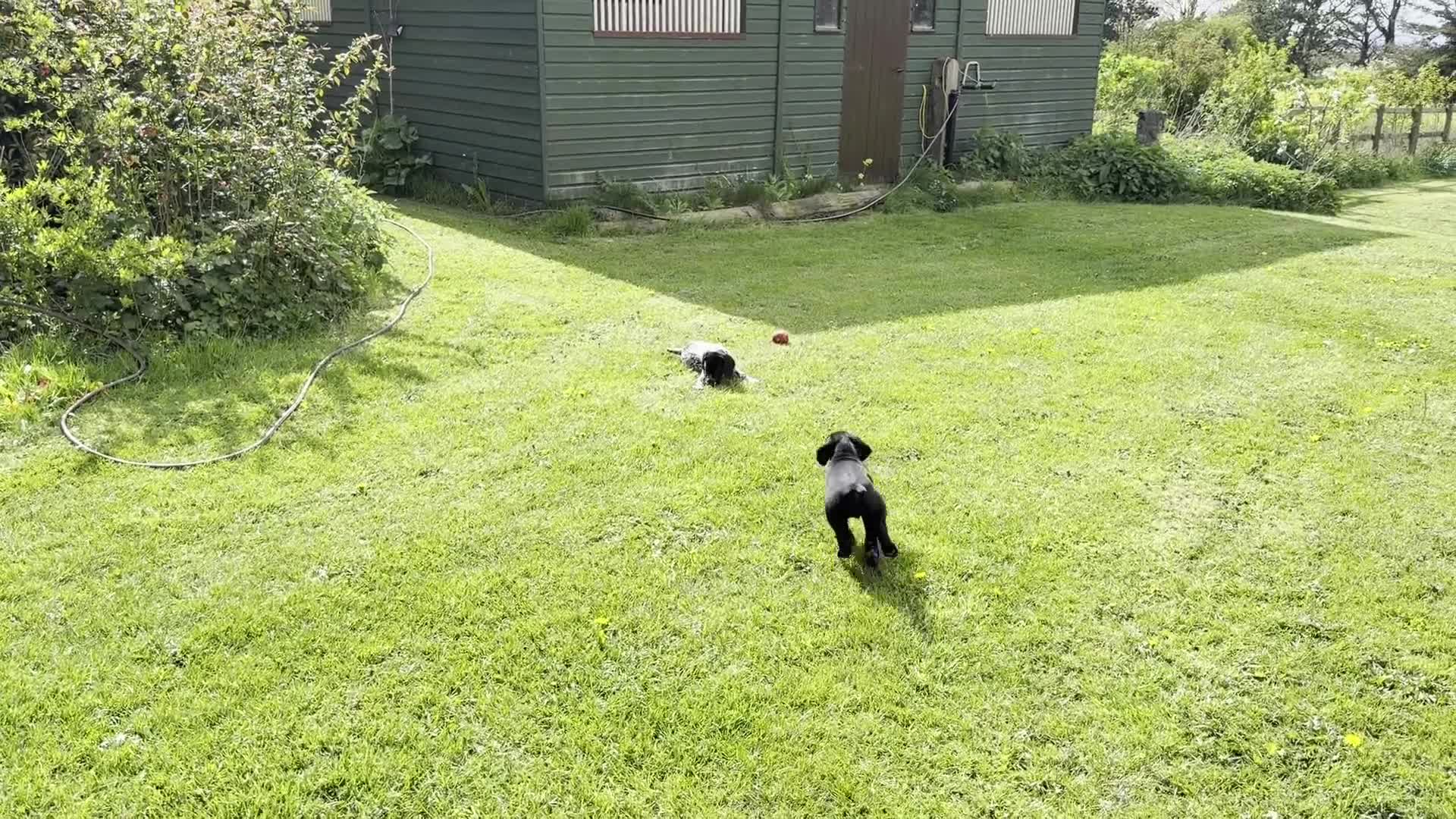 German Shorthaired Pointer dogs for sale: Bred for Temperament and working - Video 3