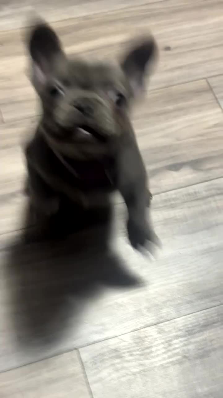 French Bulldog dogs for sale: Fluffy carrier french bulldog pups  - Video 1