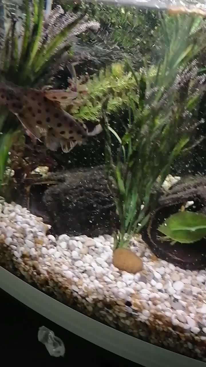 Catfish fish for sale: 2 large cat fish, aquarium and stand - Video 1