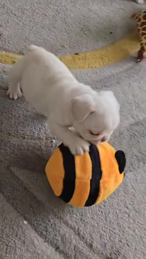 French Bulldog dogs for sale: KC Platinum French Bulldog Boy–Carrying Fluffy 🐾 - Video 1