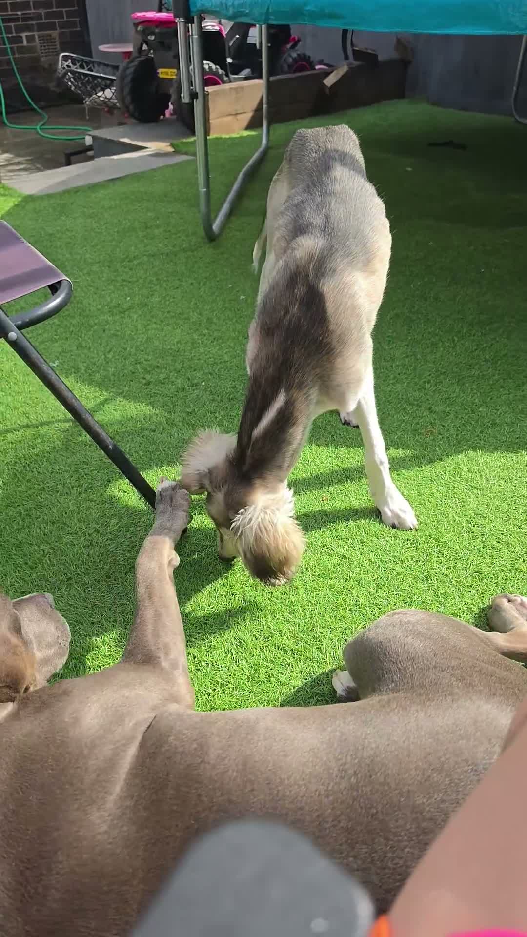 Saluki dogs for sale: Saluki boy  - Video 4