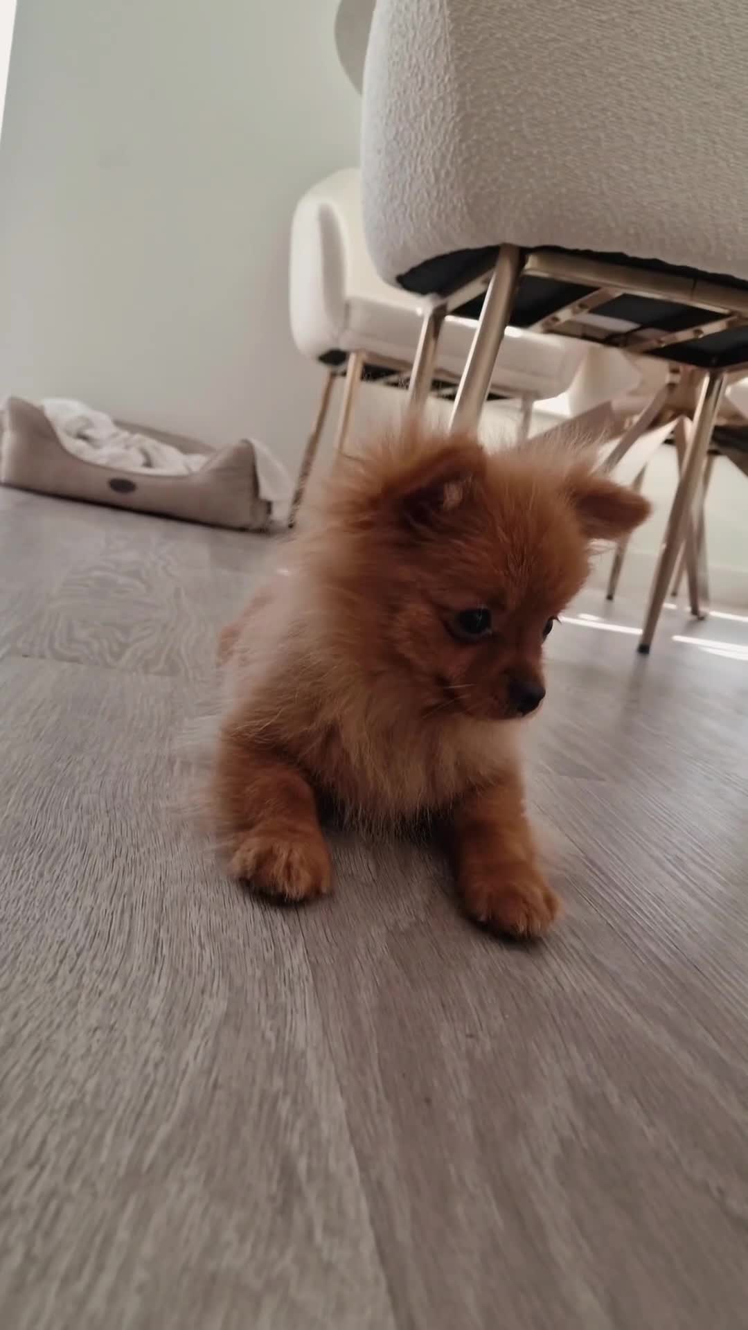 Pomeranian dogs for sale: Beautiful 5-Month-Old Pomeranian Girl for Sale  - Video 3