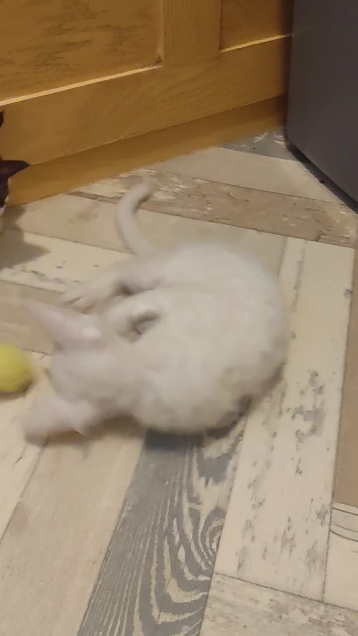 LaPerm cats for sale: Last one **Beautiful LaPerm curly fur boy kitten - Video 4