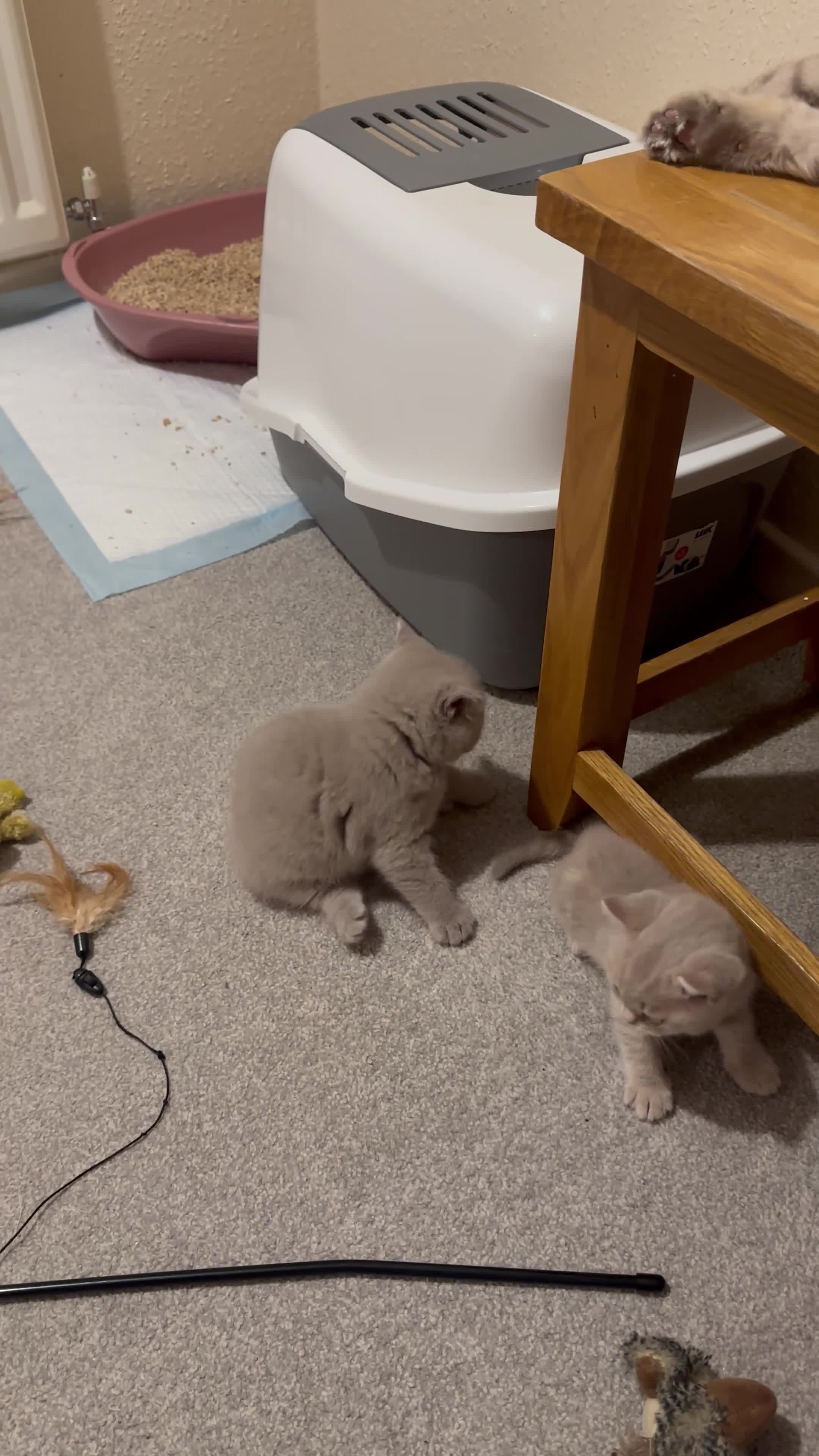 British Shorthair cats for sale: Show quality kittens BSH - Video 2