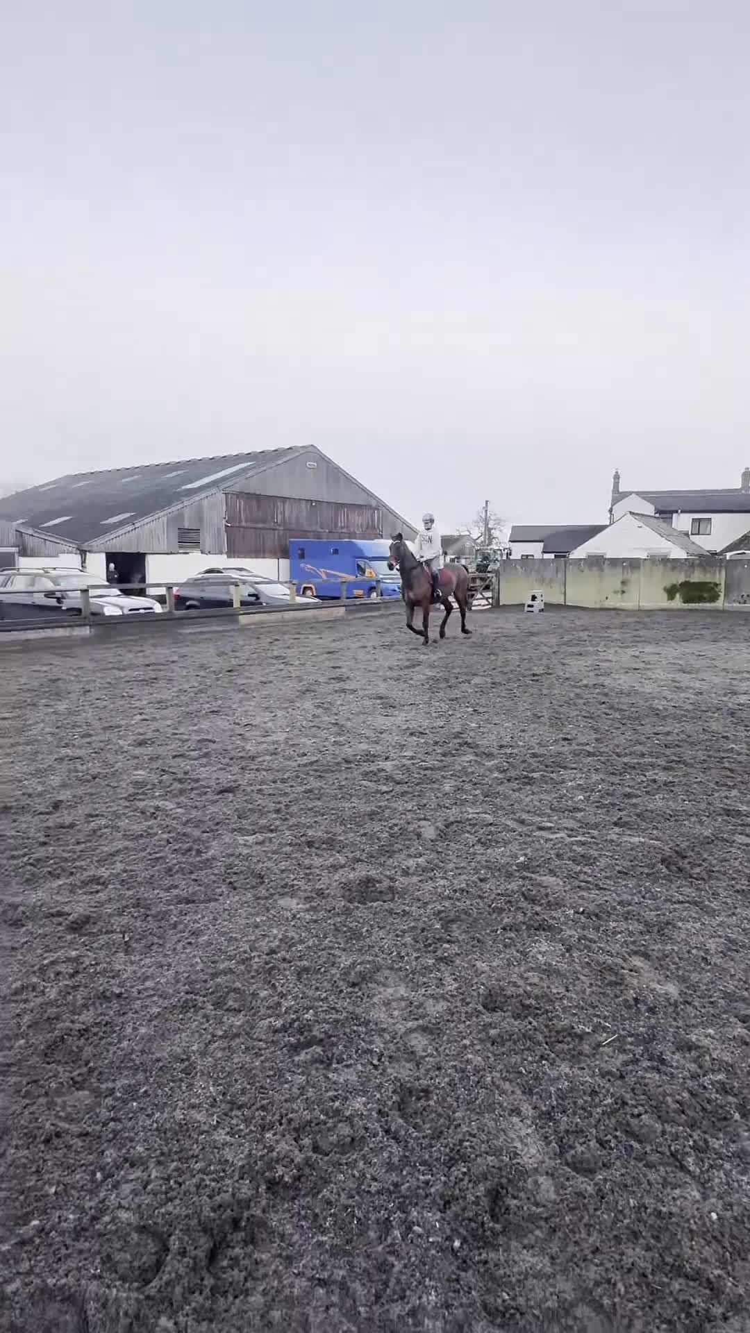 English Thoroughbred horses for sale: Very sad sale , roscoe 16hh bay gelding  - Video 1