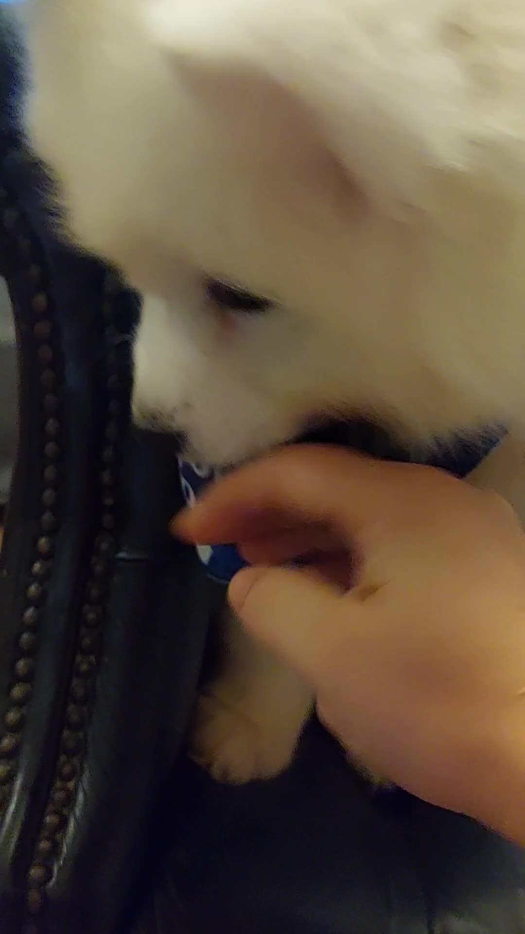 Samoyed dogs for sale: Samoyed puppies looking for the new loving  home - Video 3