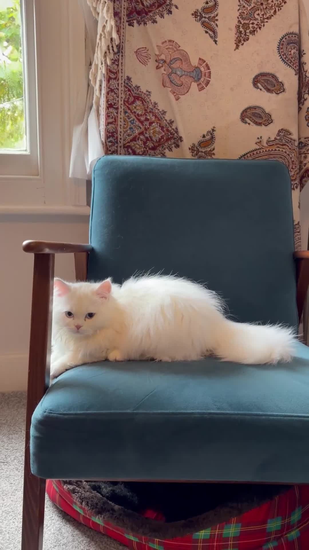 Persian cats for sale: Beautiful persian chinchilla queen  - Video 1