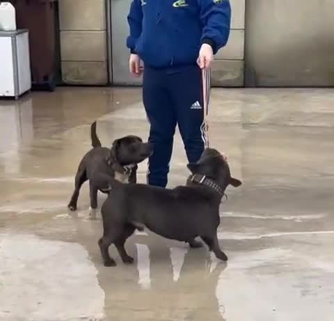 Staffordshire Bull Terrier dogs for stud: BOWSER THE TANK NOW AVAILABLE FOR STUD - Video 1