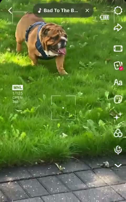 English Bulldog dogs for stud: BISCUIT for stud red and white boy - Video 1
