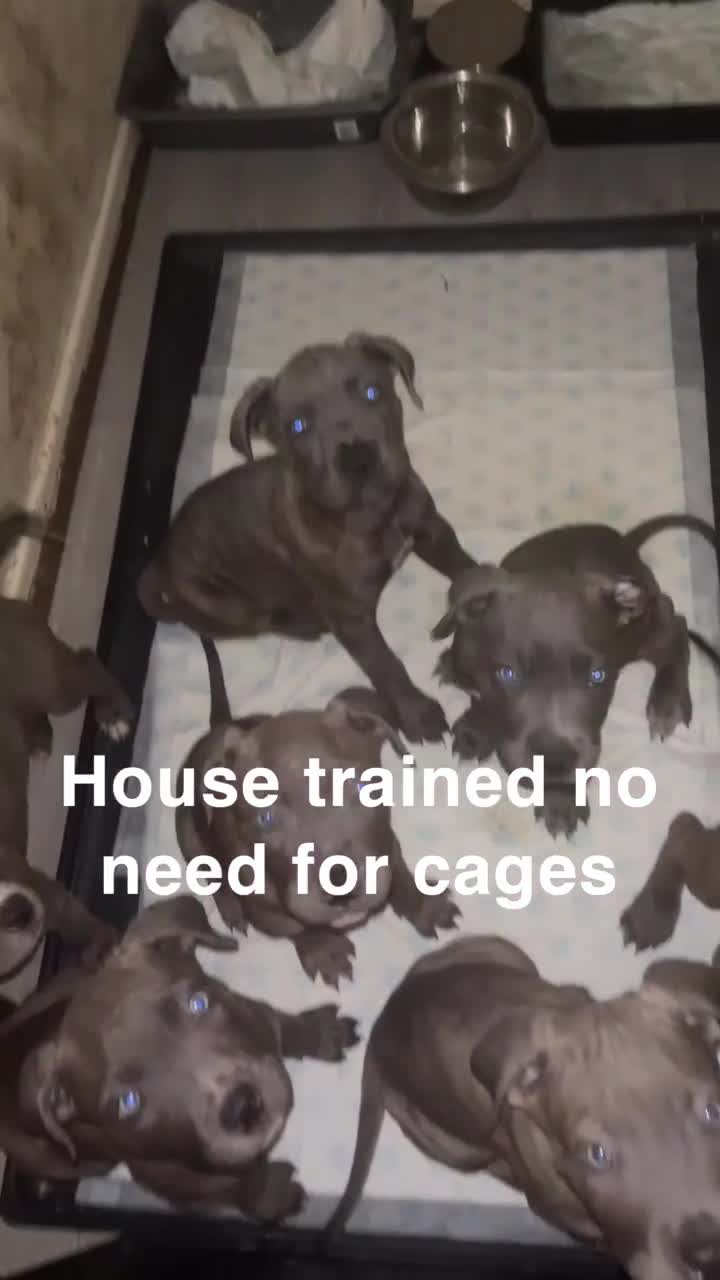 Cane Corso dogs for sale:  Cane Corso blue eyes, puppies  - Video 2