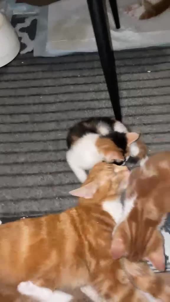 Mixed Breed cats for sale: Beautiful Litter of Mixed Breed Kittens - Video 1