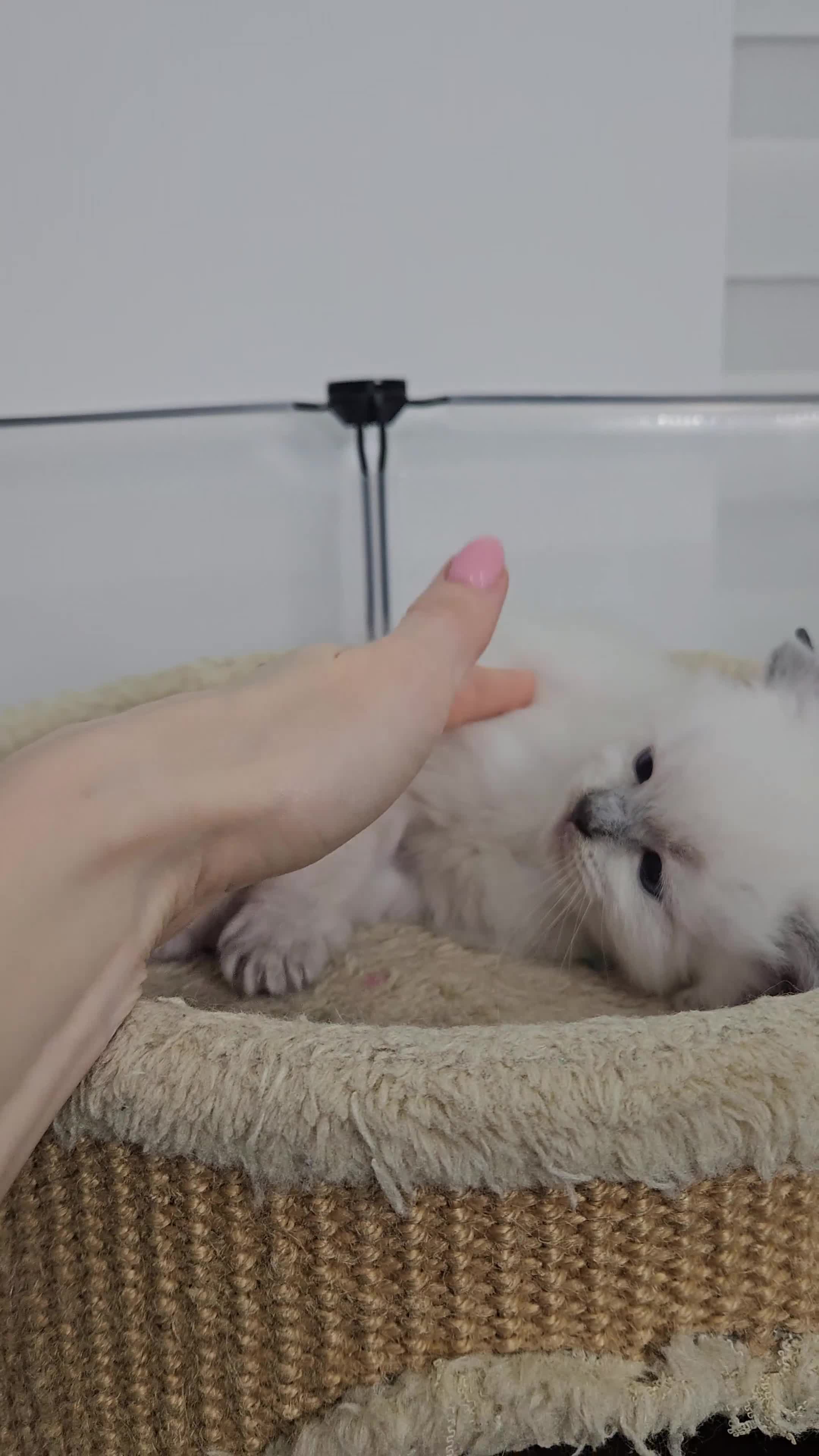 Ragdoll cats for sale: Purebred Blue Point Ragdoll Kittens 🩷💙 - Video 2